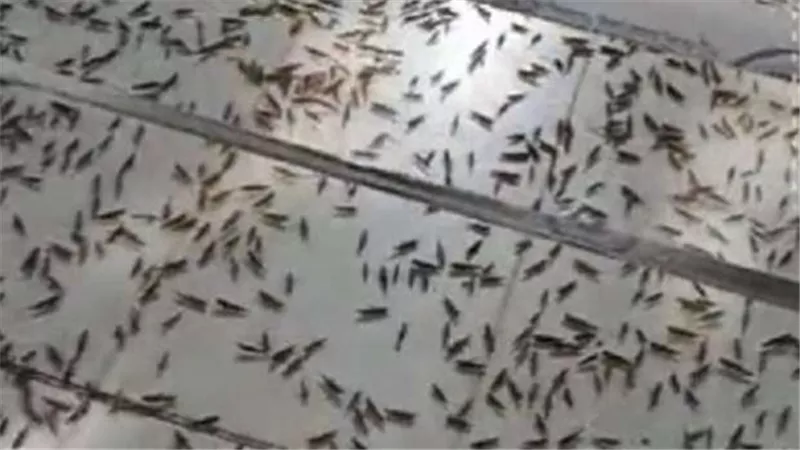 الجراد يهاجم الحدود المصرية.. ورئيس مكافحة الآفات الزراعية يكشف السبب 