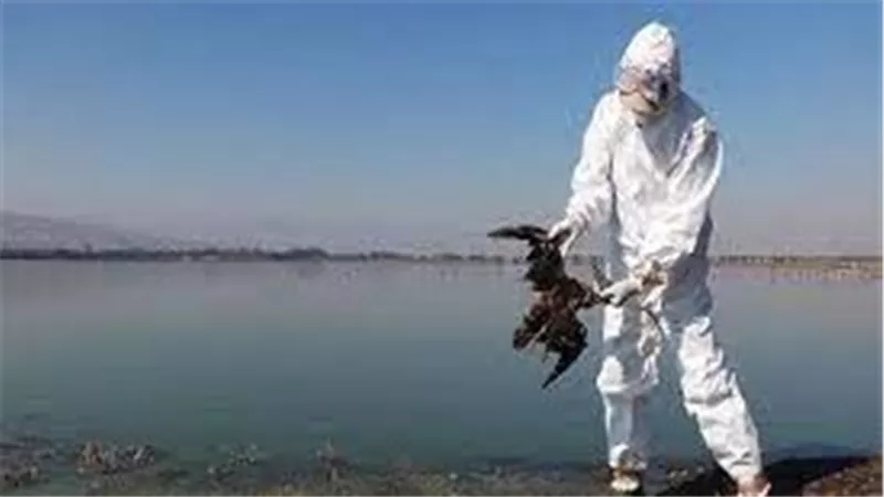 نفوق مئات الطيور بسبب ارتفاع درجات الحرارة والجوع فى المكسيك