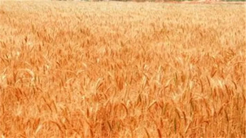 التموين: إيقاف العمل بتوريد القمح المحلى خلال عيد الأضحى المبارك