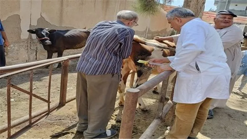 قافلة تقدم الخدمات البيطرية بقرية بدسوق بكفر الشيخ وتجري العمليات الجراحية