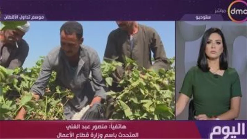 متحدث قطاع الأعمال: السعر الحالى للقطن المصرى لم يحصل عليه المزارع من قبل