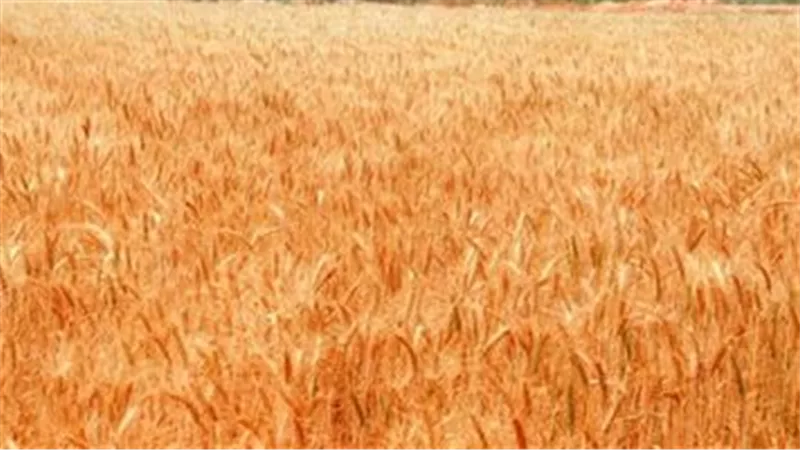 مجلس الوزراء يوافق على 1600 جنيه سعرا استرشاديا لتوريد إردب القمح