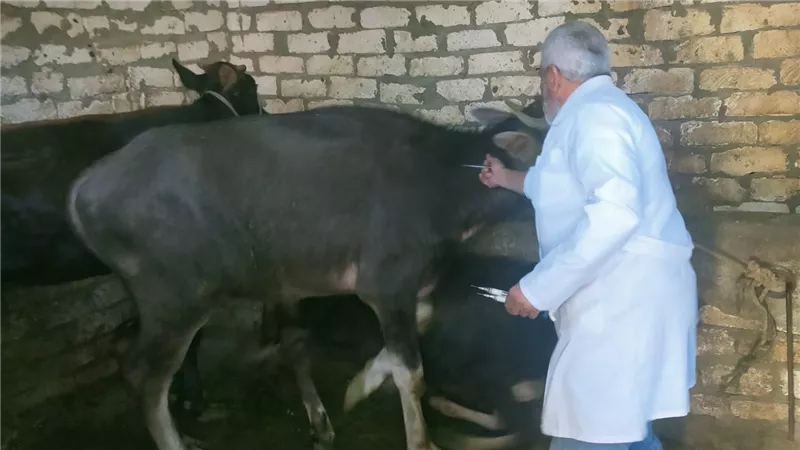 بيطري السويس تواصل متابعة أعمال التحصين ضد مرض المواشي
