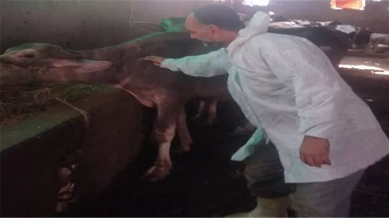 الطب البيطرى بالسويس تواصل تحصين المواشي ضد مرض الحمى القلاعية