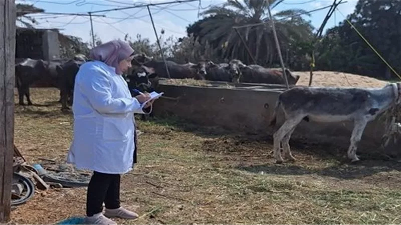 بيطري السويس يشكل لجان لحصر الثروة الحيوانية بـ 