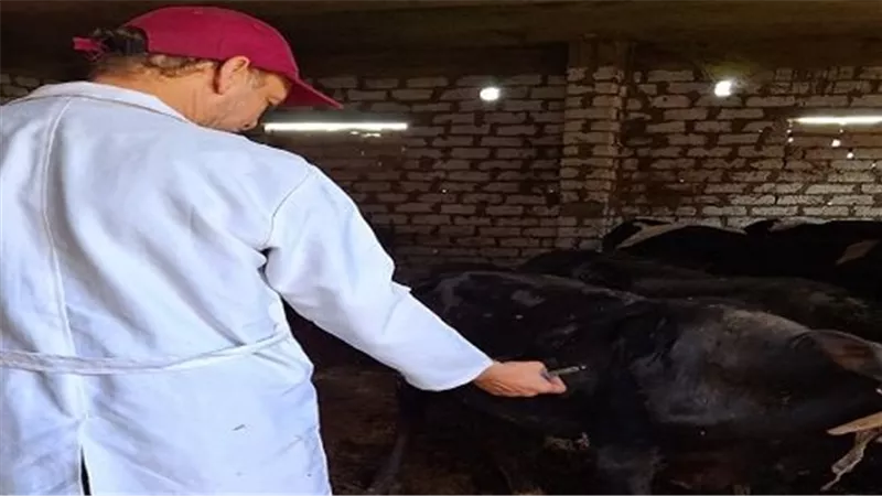 بيطري السويس: إنطلاق الحملة القومية لتحصين المواشي غداً