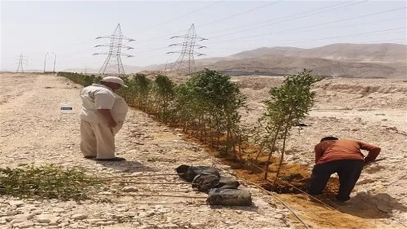 رئيس مدينة السويس تتابع تابعة السياج الشجري بعتاقة الصناعية