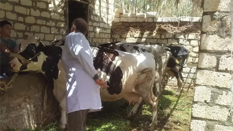  الطب البيطري بالسويس تواصل أعمال تحصين المواشي