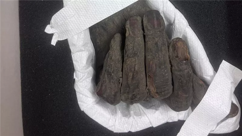 استرداد ثلاث قطع أثرية من ألمانيا وتسليمها للسفارة المصرية ببرلين