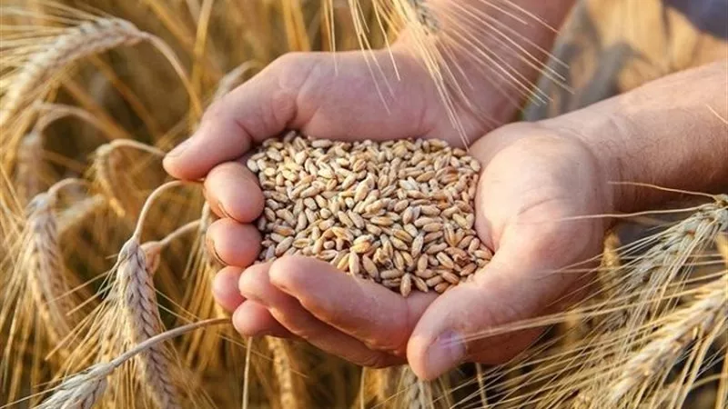الحكومة: مصر الأولى عربيًا في إنتاج القمح خلال عام 2026 وفقًا لتقديرات 